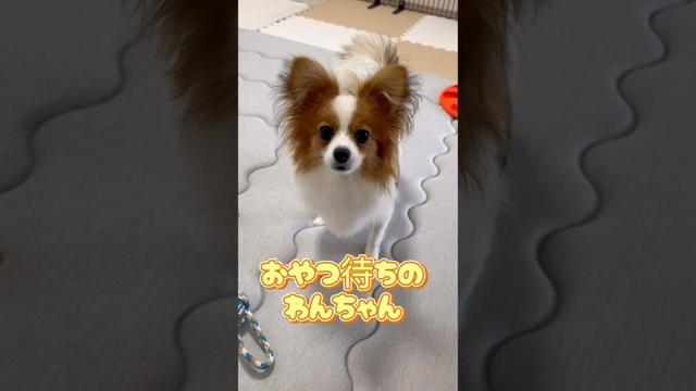 おやつ待ちのわんちゃん#かわいい子犬#パピヨン#ぱぴー#いぬのいるくらし# papillon
