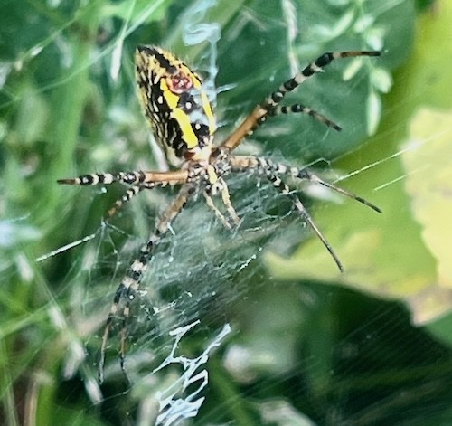 Argiope