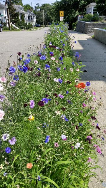 The space between sidewalks and road in a city neighborhood. The space is filled with various wildflowers in bloom -- lots of cornflowers, a few poppies and other flowers.