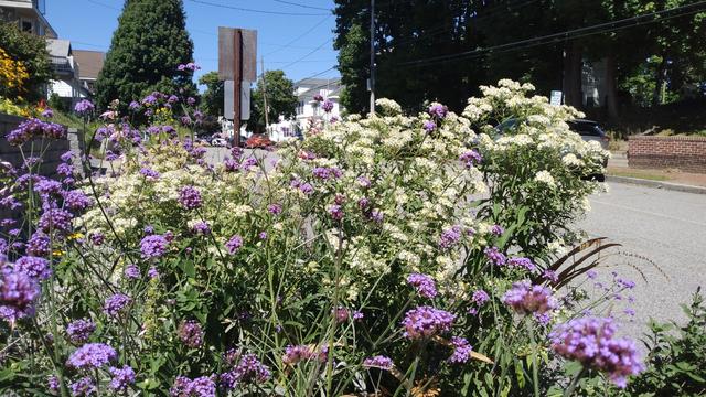 Wildflowers growing in the space between the sidewalk and street in a city neighborhood.