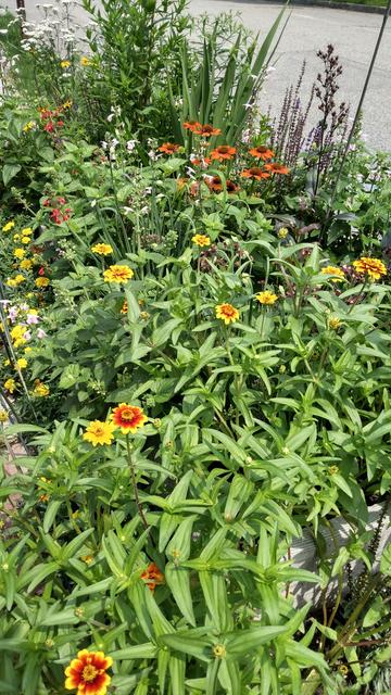 A wildflower garden in the space between the sidewalk and road. There are lots of Indian Paintbrush flowers and asters.