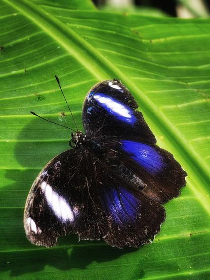 A close-up, high-angle view of a large, black and electric-blue butterfly resting on a vibrant green leaf. The butterfly's wings are spread, revealing symmetrical patches of iridescent blue and bright white spots. The edges of its wings appear slightly worn and tattered. The texture of the leaf is clearly visible in the foreground, with its prominent veins running diagonally across the frame. The lighting is soft, highlighting the brilliant colours of the butterfly against the deep green background.