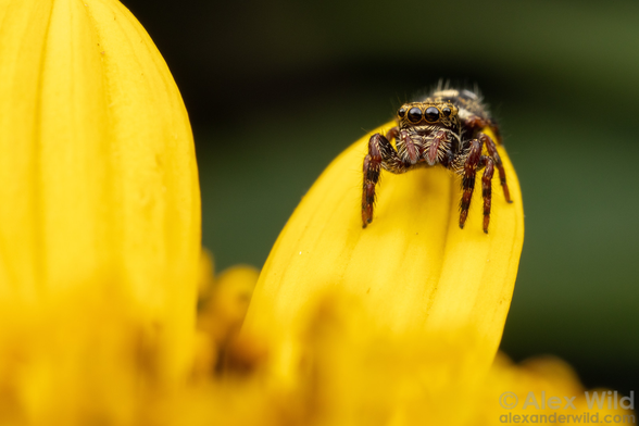 macro photo of a small, cute spider sitting on a yellow flower petal, looking at the camera expectantly.