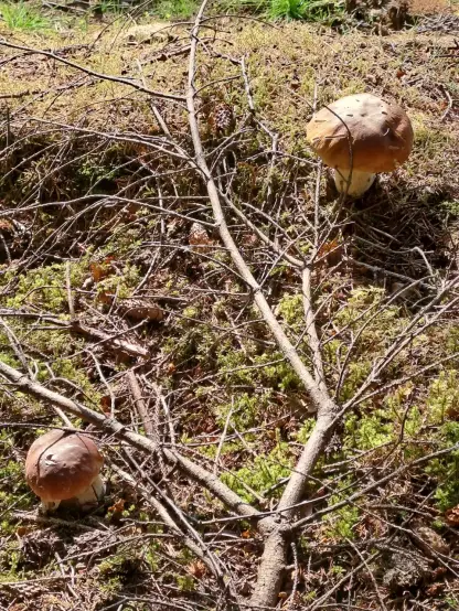Photograph (colour): Two porcini mushrooms on moss covered by twigs.