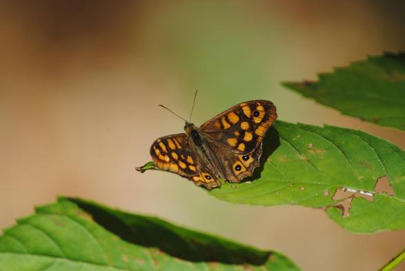 Picture of a dark brown and orange butterfly on a broad oval-shaped green leaf. The butterfly's wings are open and it has  few white spots, or "eyes", one either side at the top, and at least two eac either side at the bottom. The leaf has been eaten in parts.