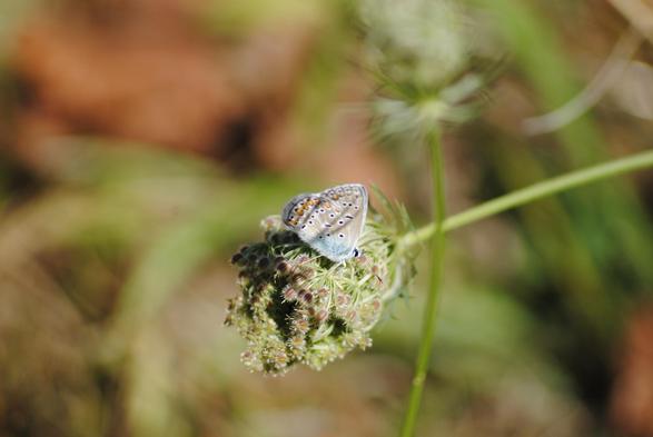 Picture of a butterfly with closed wings on a seed head of wild parsley, or something similar. The butterfly has pale blue "feathering" at the base of its wings near its body, small white legs, black eyes on a white head, and black and white striped antennae. The underside of the wings has an array of black spots in white circles, and orange splashes tinged with black and white around the wing edges, with a thin black line separating the orange splashes from a white edge.