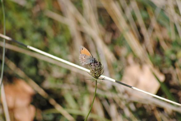 Picture of closed wing butterfly on a dried up seed head of a wildflower. The butterfly has a single black dot surrounded by a paler beige colour, on its upper wing. The upper wing is an orange beige colour. The lower wing is a sandy brown colour. The head and body are a fluffy grey colour, as if it was covered in a fine powder.