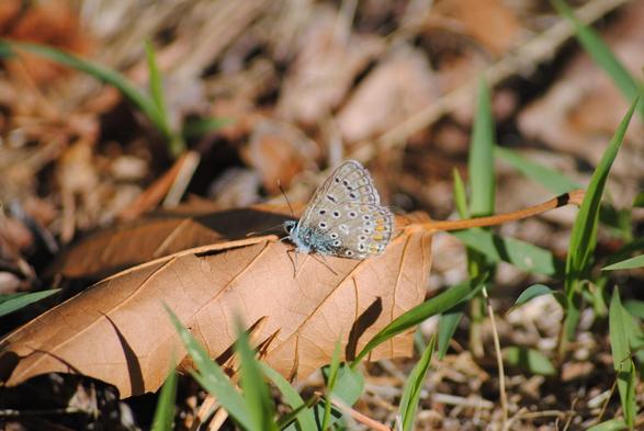 Picture a blue tinged butterfly with white rings around black spots in the centre, and orange splashes tipped with black near the edges. The butterfly is resting on an upturned brown magnolia leaf on the ground.