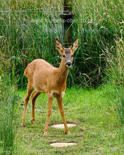 Roe deer standing on a garden path, looking into the house at the photographer.
