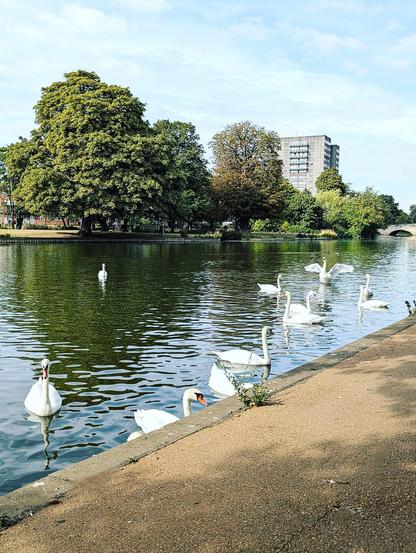 9 white swans on a river, green trees on the opposite bank
