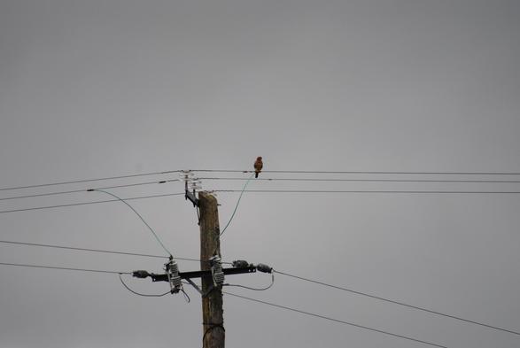 Picture of a kestrel using a electricity supply cable atop a supply pole as a hunting perch on a rural site in County Kerry, Ireland. The kestrel has its head slightly turned to one side, scouting for prey (August 2023).
