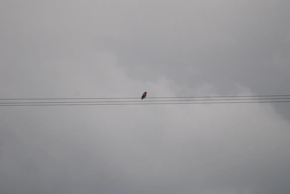 Picture of a kestrel perched on a ESB supply cable and scouting for prey, over a rural property in County Kerry, Ireland (August 2025).