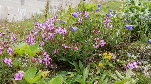 Kleine rosa Blümchen und violette Glockenblumen