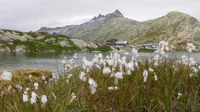 Flauschig weisse Blümchen, dahinter Bergsee und Restaurant vom Grimselpass.