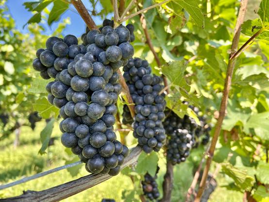 Reife Weintrauben (rot)