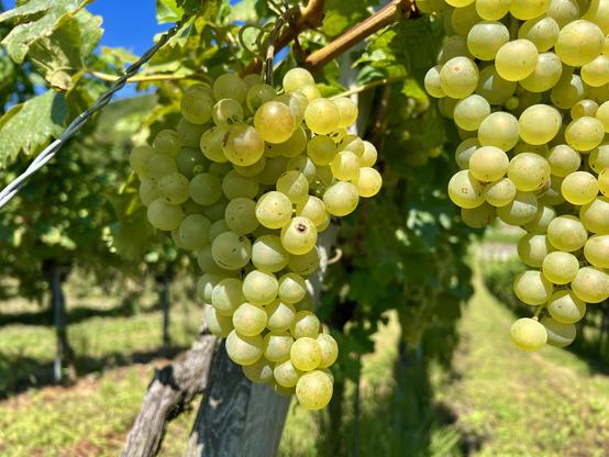 Reife Weintrauben (weiss)