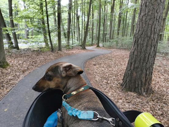 Edit: Auf dem ersten Bild war Effies Telefonnummer lesbar.
Auf dem Radweg zwischen Ludwigslust und Neustadt Glewe. Der schmale Asphaltstreifen verläuft schlangenlinienförmig durch einen Mischwald aus Buchen und Kiefern. Effie dreht gerade den Kopf nach links, wo die Straße ist.