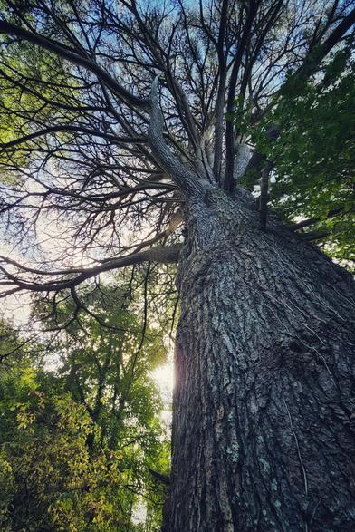 A low-angle shot looking up the textured trunk of a very large, old tree. The sun is peeking through the thick canopy of leaves and branches above, creating a silhouette effect and a beautiful sunburst. The tree's branches spread out to fill the upper frame, contrasting with the bright sky behind.