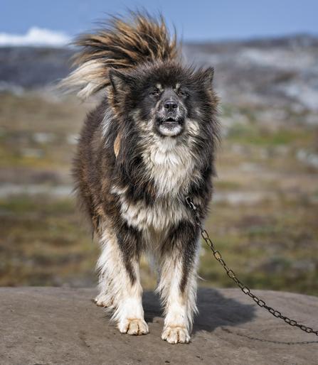 A very fluffy cream/black/brown Greenlandic sled dog stands on a rocky outcrop,  directly facing the camera and barking for attention.