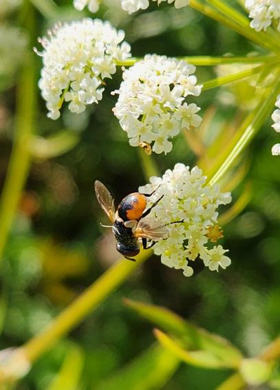 A small fly sits in a small umbel of white flowers. Its abdomen is orange-red in colour, with black marks on the top. The rest of the fly is black.
