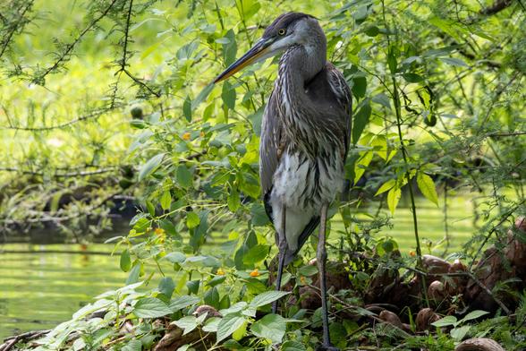 Great blue heron