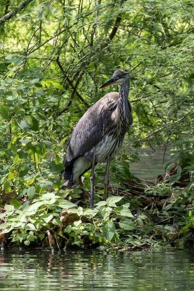 Great blue heron