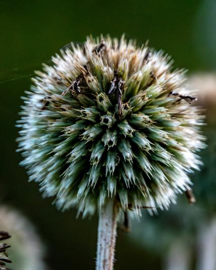 A thistle globe seed head