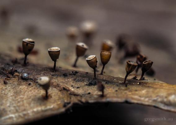 Stalks of Craterium minutum, a species of slime mould, on a dead eucalyptus leaf.