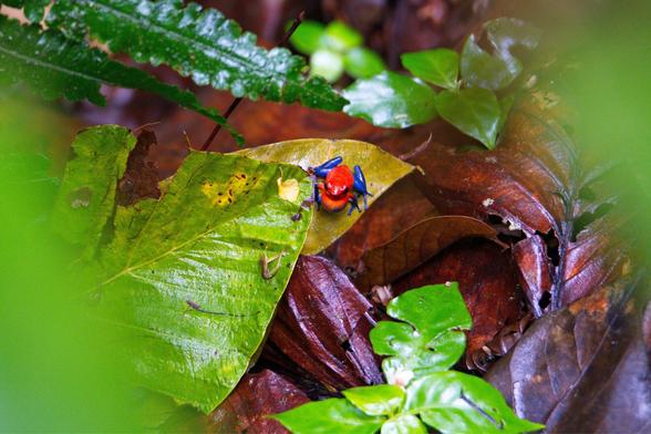 A frog with red body and blue legs on leags in the jungle in Codta Rica