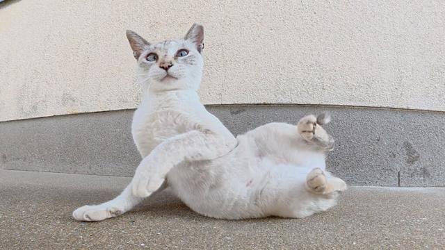 人間にモフられると、コテンと寝転んで転げ回るシャム猫ちゃん
