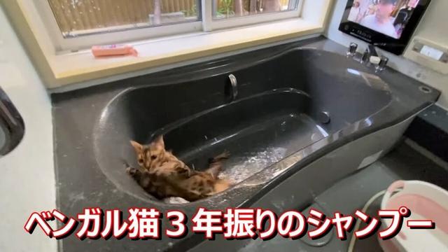 ３年振りにシャンプーに挑むベンガル猫
