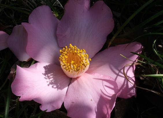 ピンク色の椿の花。