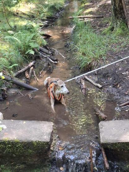 A galgo espanol wearing a harness resting in a shallow stream surrounded by greenery and fallen branches. The water is clear, and the dog appears to be enjoying its time in the natural setting.