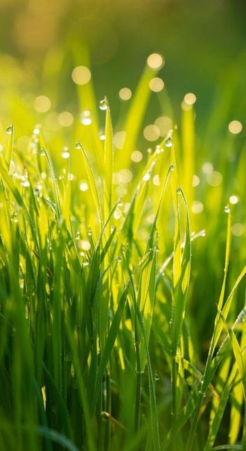 Von der Sonne beschienenes Gras mit morgendlichen Tautropfen
Quelle: Phichitchai Chusaengsri, Pinterest