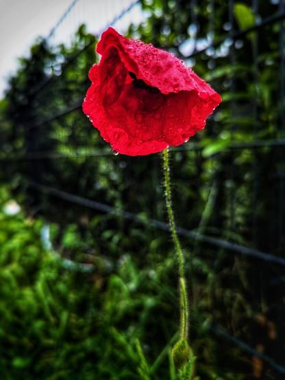 A high-contrast, vertical close-up of a single red poppy with its head bowed. The petals are covered in small raindrops, with one larger droplet hanging from the lowest petal. The long, thin stem, which is also covered in tiny hairs, curves gracefully. The background is a soft-focus, bokeh effect of various shades of green foliage and a darker, out-of-focus fence or wire in the upper section. The image is rich in texture and detail on the flower itself.