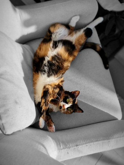 [https://memories.brush-and-tale.com/wp-content/uploads/2025/04/Koko.Rose_1291132-file.png]

Love my little Queen – Rosé 🌹 #toocute

#cats #meow #kitty #kitten #kittens #catlover #catlife #catlove #catlovers #catsoftheworld #catoftheday #cutecats #cats_of_world #fluffycat #furryfriends #ilovecats #catscorner #catpics #catphoto #catsofmasto #catsofmastodon #purrfect #KokoAndRose…