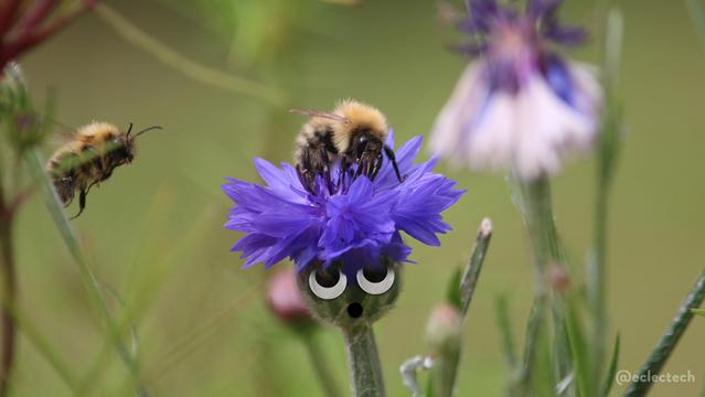 A photo of a purple cornflower with a large fluffy bee on it. The background is blurred other stems and flowers, and there is another bee flying in from the left. The central cornflower has googly eyes looking up to where the bee has landed, and a surprised mouth drawn on