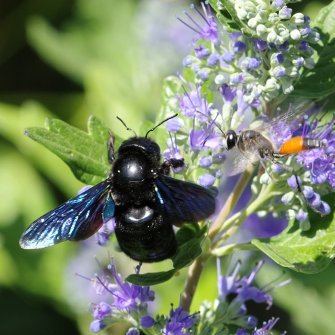 Großes blauschwarzes Insekt sitzt auf Blütenstand und eine rostrot-schwarz gefärbte Wespe ist im Anflug.