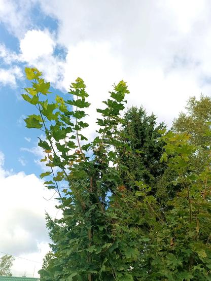 A young maple shooting high into the sky as they do. A hops plant has climbed up with it, green buds ripening at the top. The background is sky and a tall spruce.