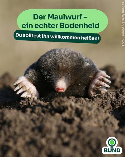 Alt-Text: Ein Maulwurf taucht aus der Erde auf, im Vordergrund seine kräftigen Vorderpfoten. Text: „Der Maulwurf – ein echter Bodenheld. Du solltest ihn willkommen heißen!“ Logo von BUND.