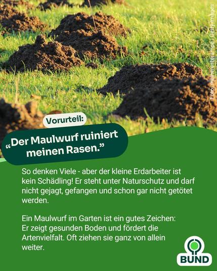 Alt-Text: Mehrere Maulwurfshügel auf einer grünen Rasenfläche. Text: „Vorurteil: ‚Der Maulwurf ruiniert meinen Rasen.‘ – Erklärung, dass Maulwürfe keine Schädlinge sind, unter Naturschutz stehen und ein Zeichen für gesunden Boden sind.“ Logo von BUND.