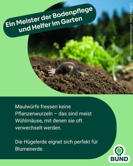Alt-Text: Ein Maulwurf ragt aus lockerer Erde im Garten hervor, im Hintergrund grüne Pflanzen. Text: „Ein Meister der Bodenpflege und Helfer im Garten – Maulwürfe fressen keine Pflanzenwurzeln, das sind meist Wühlmäuse. Die Hügelerde eignet sich gut für Blumenerde.“ Logo von BUND.