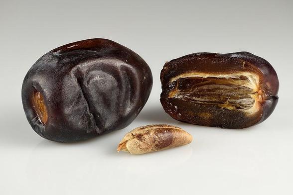 Date palm