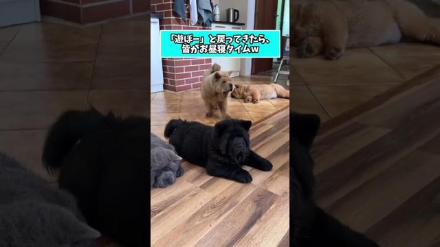 仕事で疲れた皆に贈る笑いと癒しのチャウチャウ5選ww　#チャウチャウ #笑える #癒し #犬のいる暮らし #犬のいる生活 #元気になる動画