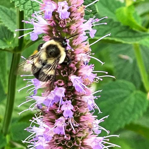 Common Eastern bumblebee on anise hyssop