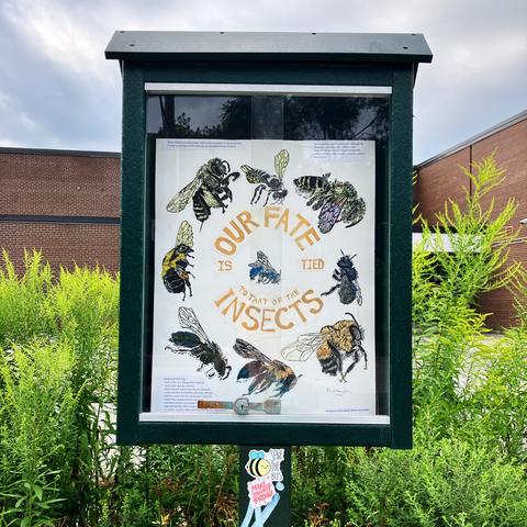 Display case in pollinator garden with my 16” x 20” linocut print with a ring of bees plus one in the middle with collaged text in bronze. Clockwise from top: two leaf cutter bees (Megachile relativa and M. brevis), blue orchard mason bee (Osmia lignaria), the rusty patched bumblebee (Bombus affinis), a sweat bee (Agapostemon sericeus), eastern carpenter bee (Xylocopa virginica), the common eastern bumblebee (B. impatiens), a long-horned bee (Melissodes sp.) and centre: eastern snail-shell nesting bee (O. conjuncta). The text reads “Our Fate is Tied to that of the Insects” in a ring around the assorted bees. Some small typed signs with captions are included.
