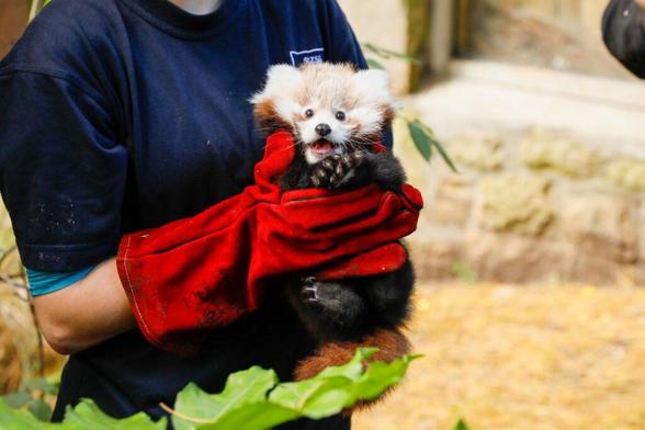 Baby Red Panda Roxie, held with two hands in red gloves.