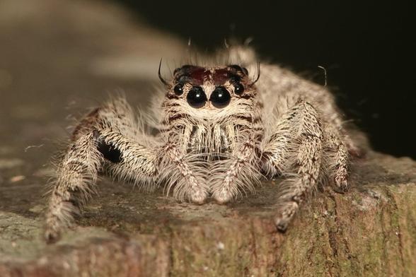 A large jumping spider with yellow hairs covering the legs and body. It has two dark 'eyebrows' sticking up from the side of the head. The front of the head has two large black eyes. Here, they are looking directly at the camera.