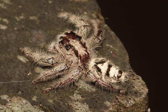 The spider has turned to the left, revealing its body, which is white with black stripes and also covered in yellow hairs.