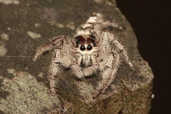 The spider has turned and is facing the camera again, which is now at a higher angle.